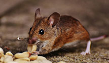 24 Hour & Emergency Exterminators in Buchanan, ND
